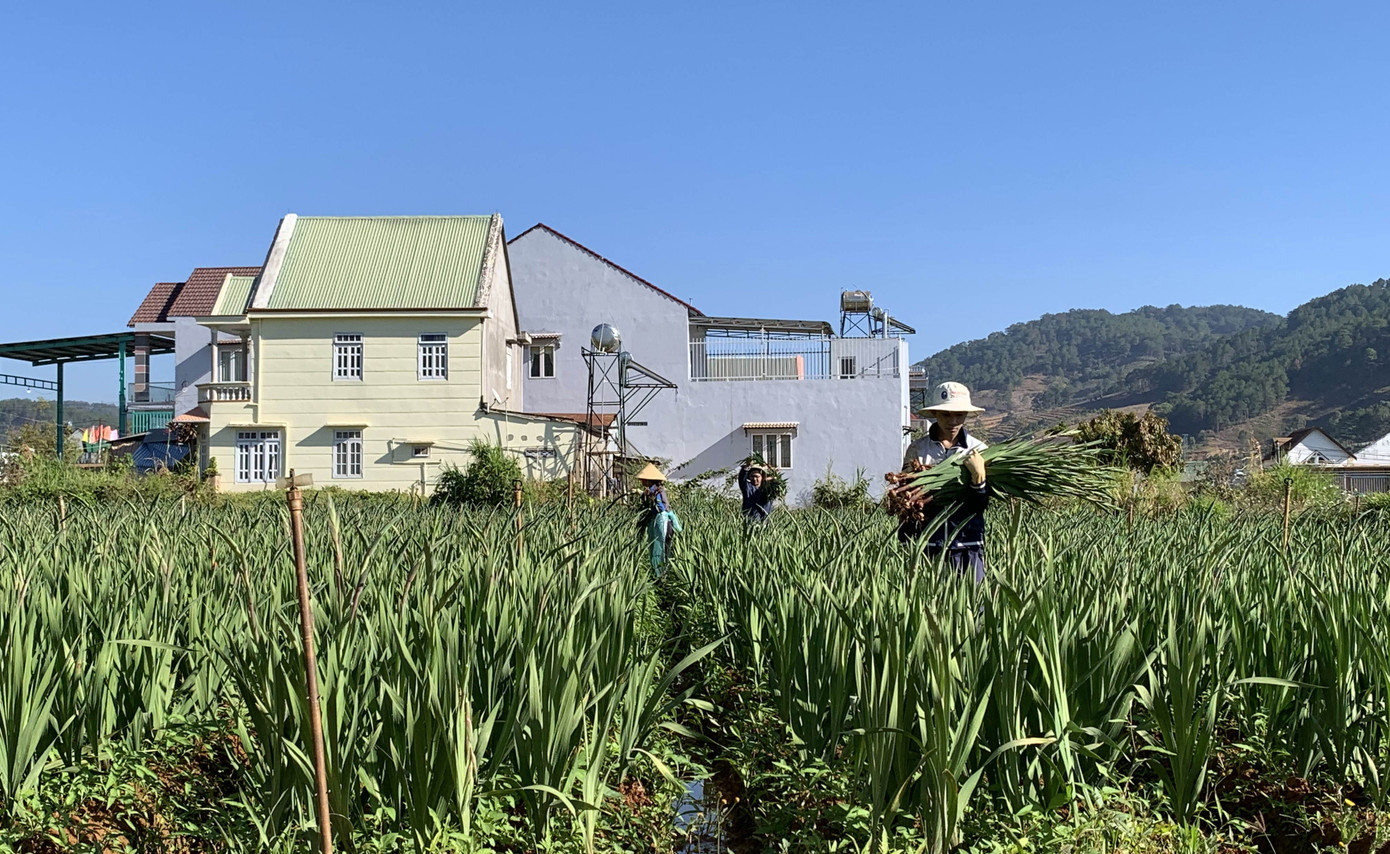 Làng hoa lay ơn lớn nhất nước lo âu vì hoa đột ngột rớt giá ảnh 1