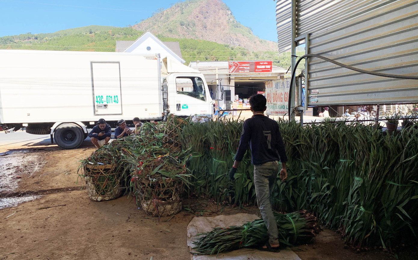 Làng hoa lay ơn lớn nhất nước lo âu vì hoa đột ngột rớt giá ảnh 2