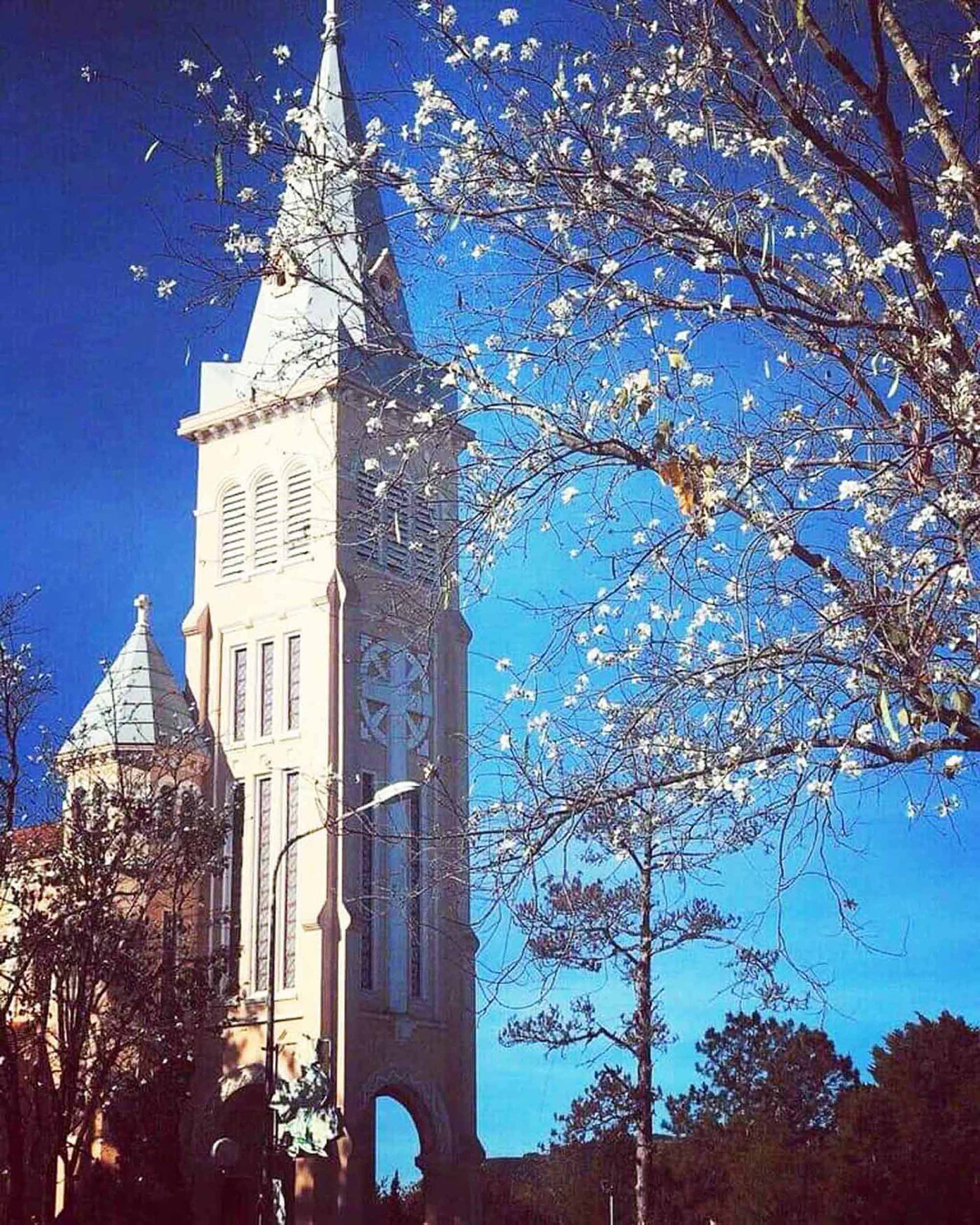 Du khách đến Đà Lạt Tết dương lịch mê mẩn những cánh đồng hoa ảnh 5