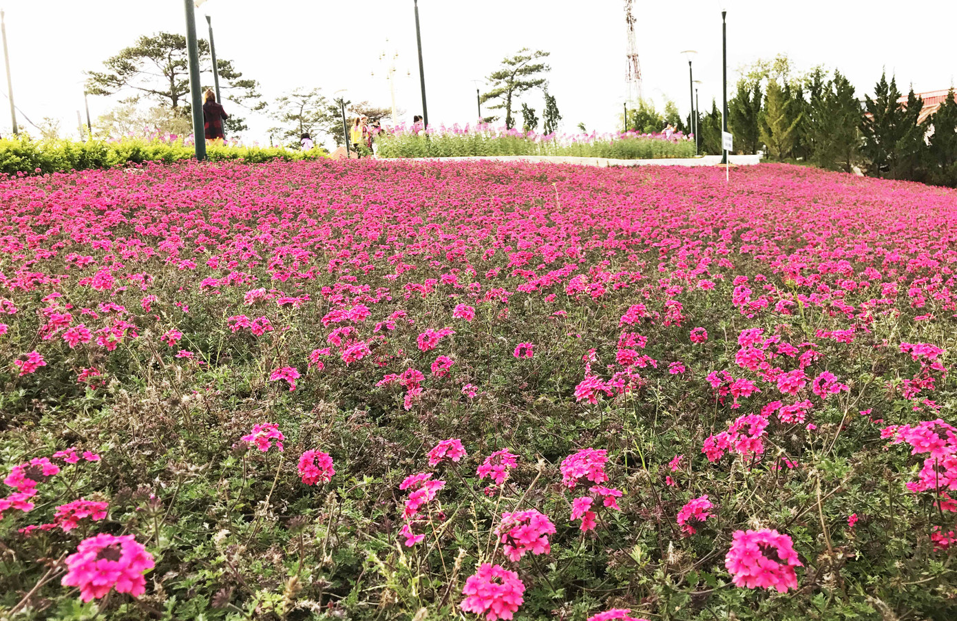 Du khách đến Đà Lạt Tết dương lịch mê mẩn những cánh đồng hoa ảnh 1