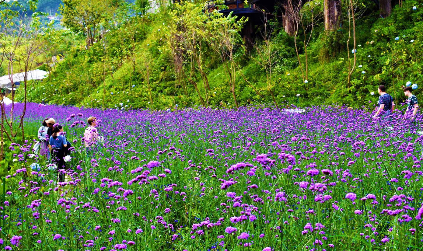 Du khách đến Đà Lạt Tết dương lịch mê mẩn những cánh đồng hoa ảnh 2