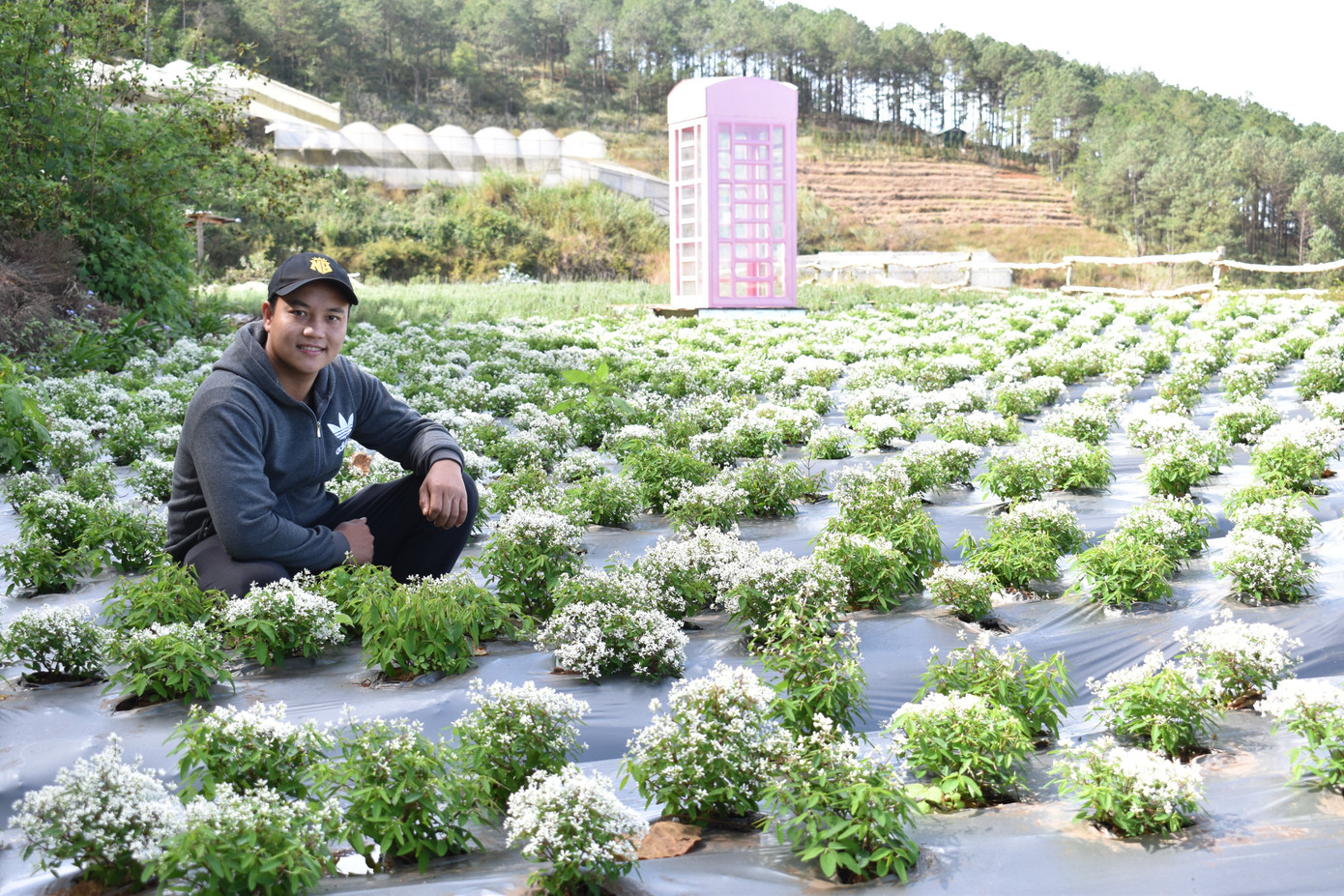 Du khách đến Đà Lạt Tết dương lịch mê mẩn những cánh đồng hoa ảnh 3