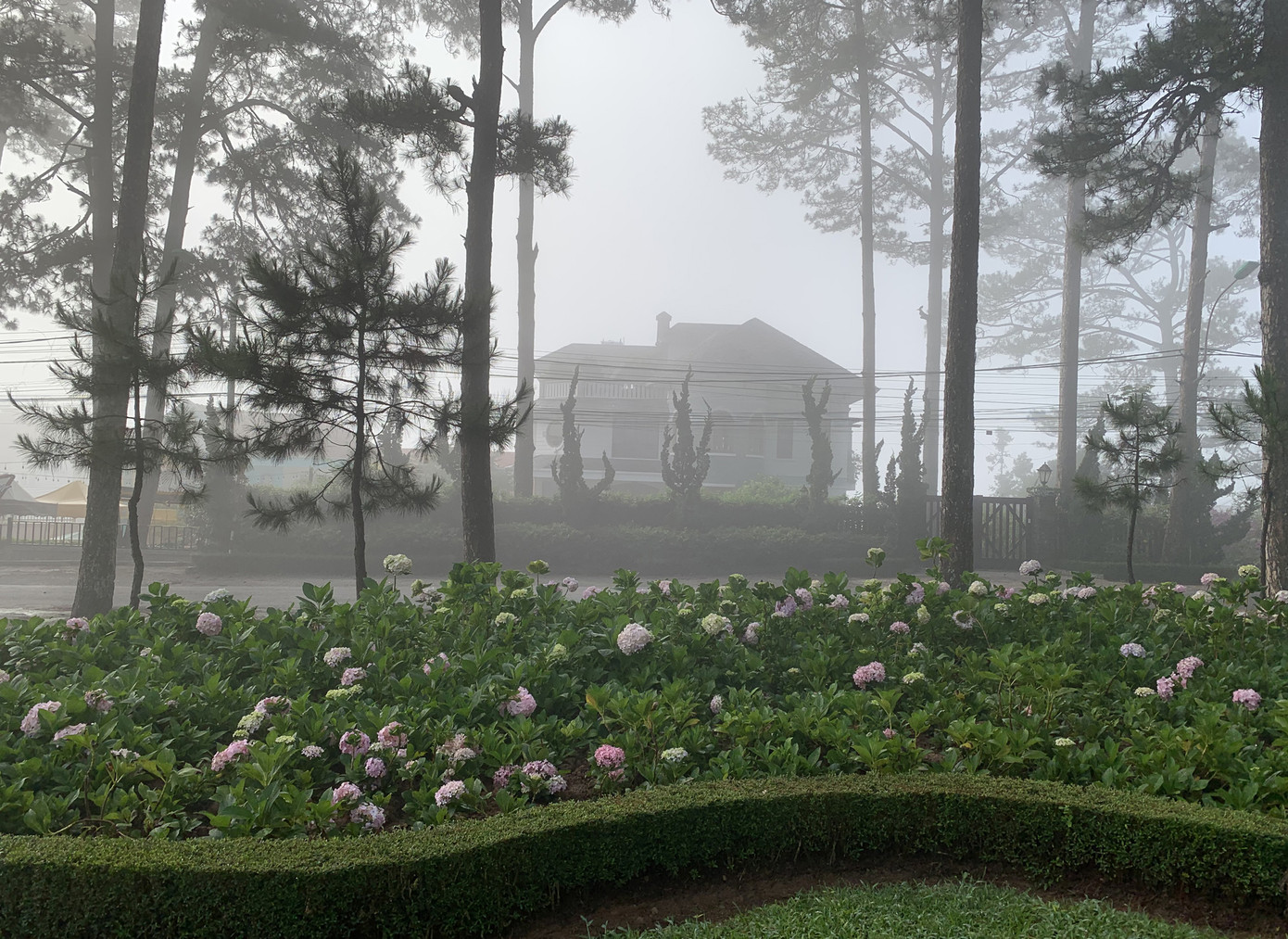 Bất ngờ Đà Lạt đẹp mê hoặc giữa 'biển sương', huyền ảo như chốn bồng lai ảnh 2