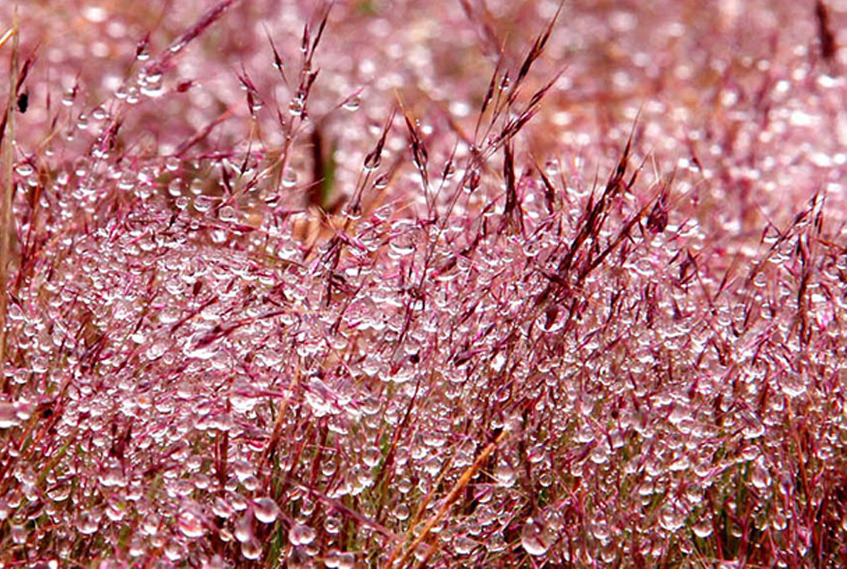 Bất ngờ Đà Lạt đẹp mê hoặc giữa 'biển sương', huyền ảo như chốn bồng lai ảnh 3