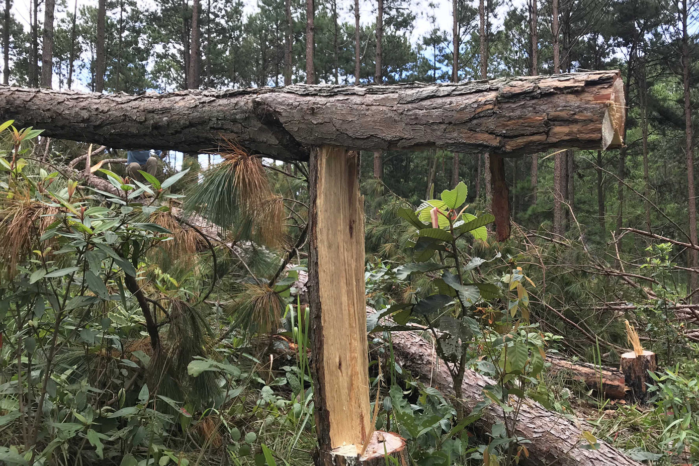 Lâm Đồng: Chấm dứt dự án sân golf theo kết luận của Thanh tra Chính phủ ảnh 1