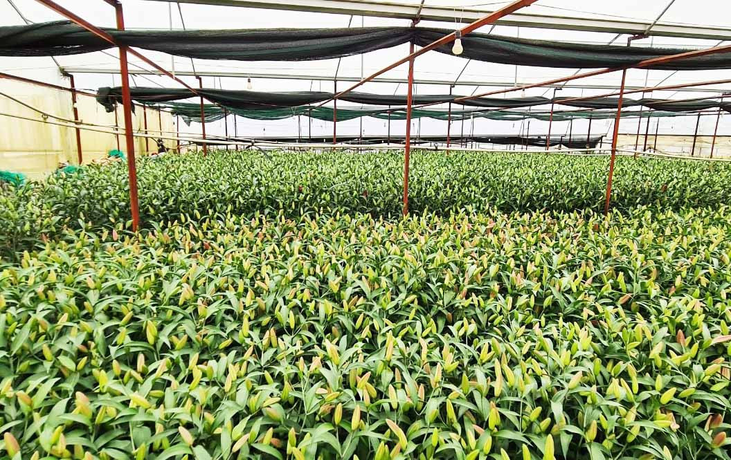 Các thành phố lớn chung tay ‘giải cứu’, giá hoa Đà Lạt nhích dần lên ảnh 3