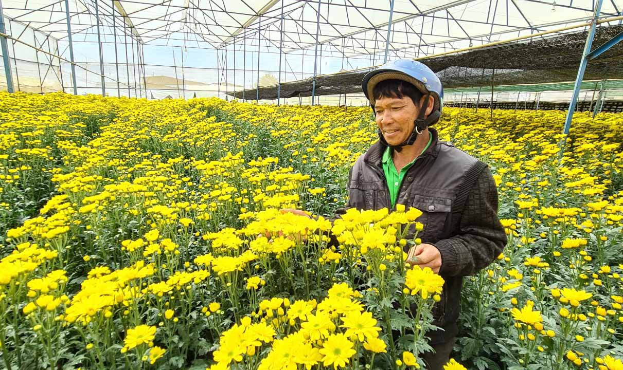 Các thành phố lớn chung tay ‘giải cứu’, giá hoa Đà Lạt nhích dần lên ảnh 2