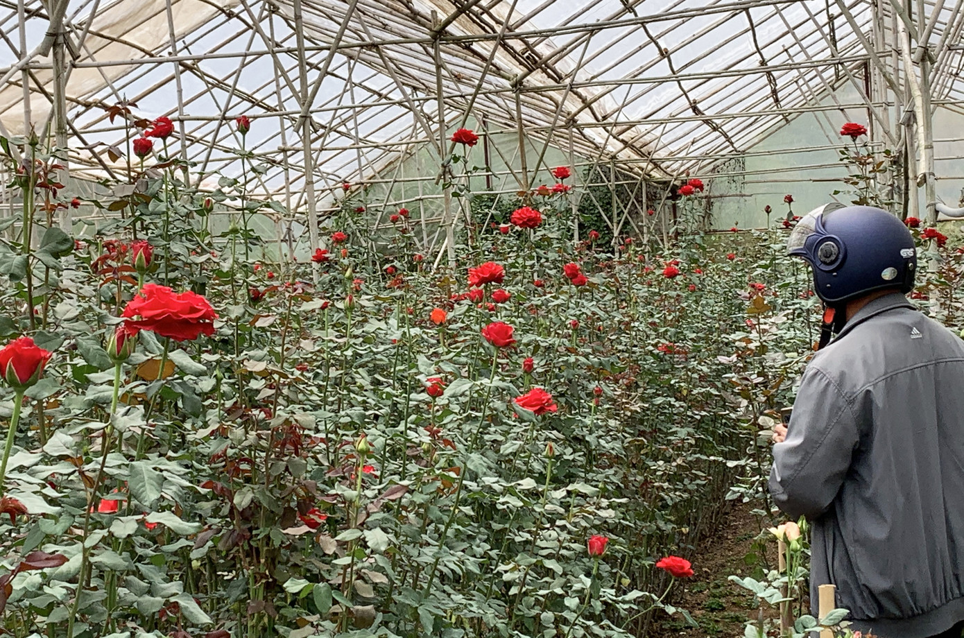 Hoa hồng đẹp nức tiếng Đà Lạt bị đốt, đổ bỏ khắp nơi ảnh 3