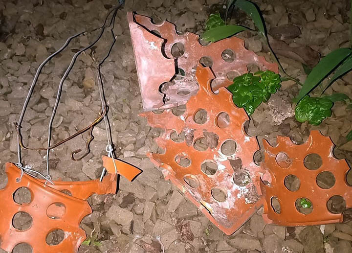 Kẻ gian bẻ khóa trộm 150 giò phong lan tiền tỷ, khổ chủ ngất xỉu ảnh 4