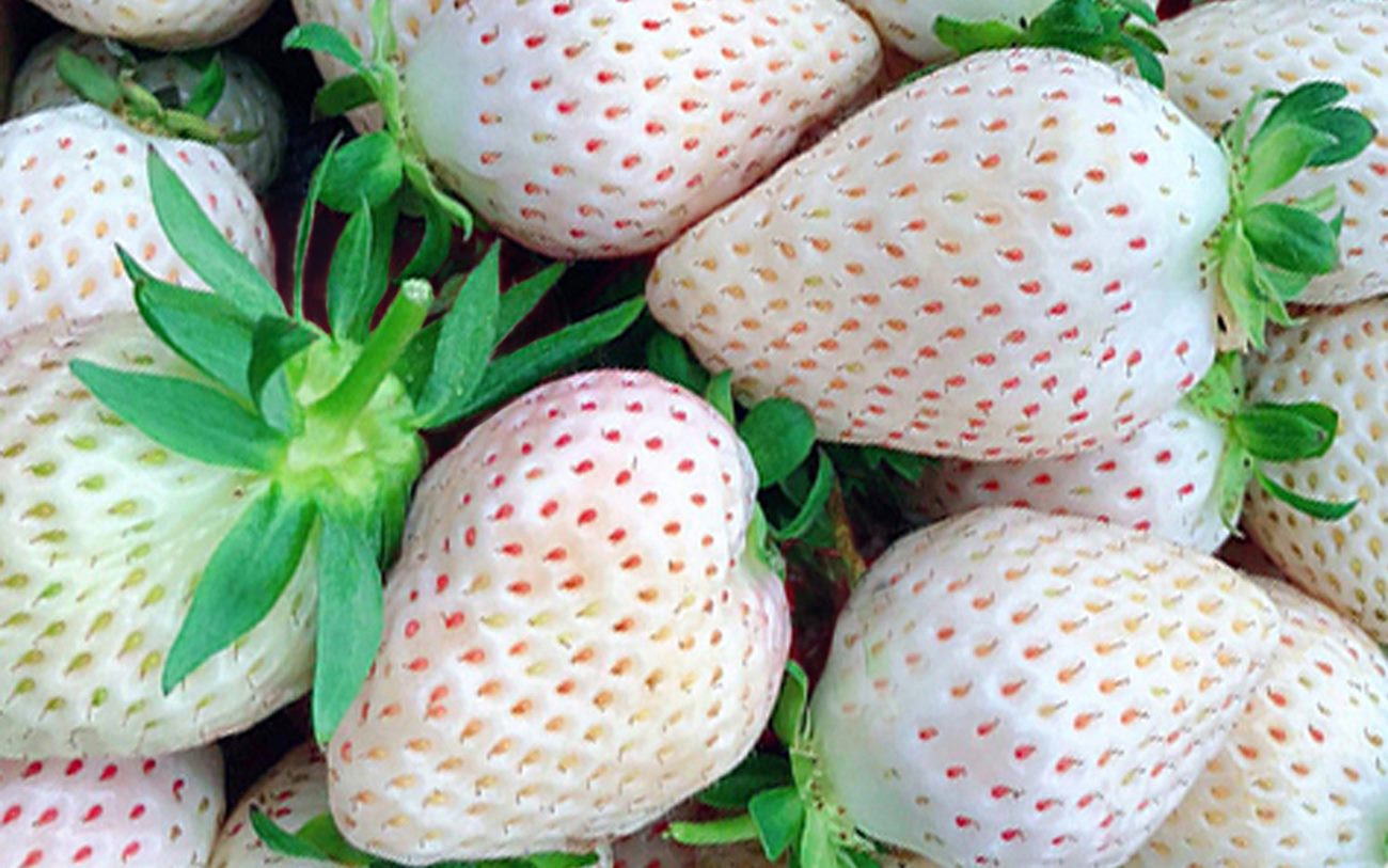 Trồng dâu tây Bạch Tuyết hiếm nhất thế giới, bán tiền triệu mỗi cân ảnh 1