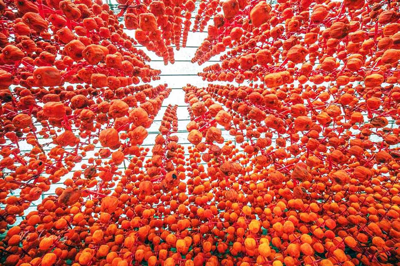 Làng hồng lâu đời nhất miền Nam hồi sinh ảnh 2