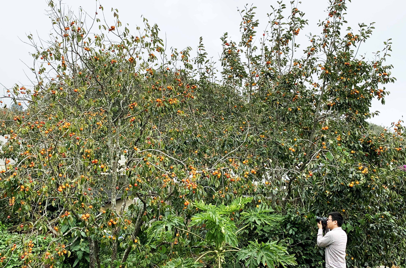 Làng hồng lâu đời nhất miền Nam hồi sinh ảnh 1