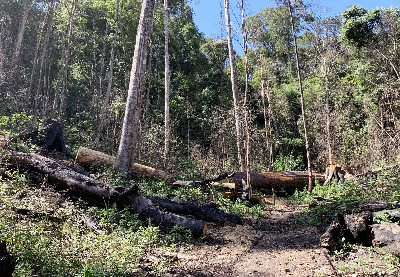 Rừng nguyên sinh bị tàn phá, gỗ lậu lọt vào nhà... Tổ trưởng bảo vệ rừng ảnh 7