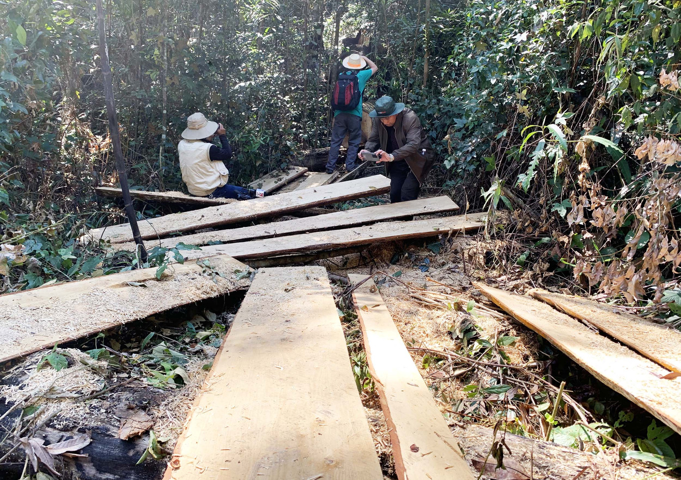 Rừng nguyên sinh bị tàn phá, gỗ lậu lọt vào nhà... Tổ trưởng bảo vệ rừng ảnh 3