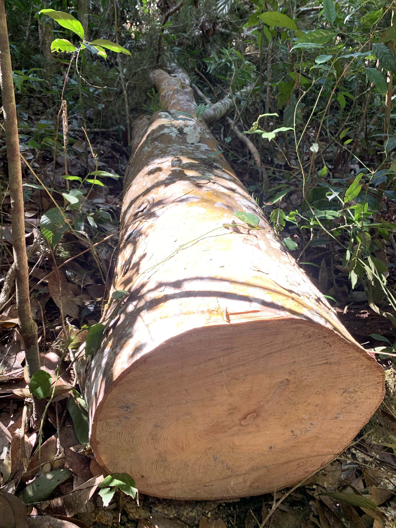 Rừng nguyên sinh bị tàn phá, gỗ lậu lọt vào nhà... Tổ trưởng bảo vệ rừng ảnh 1