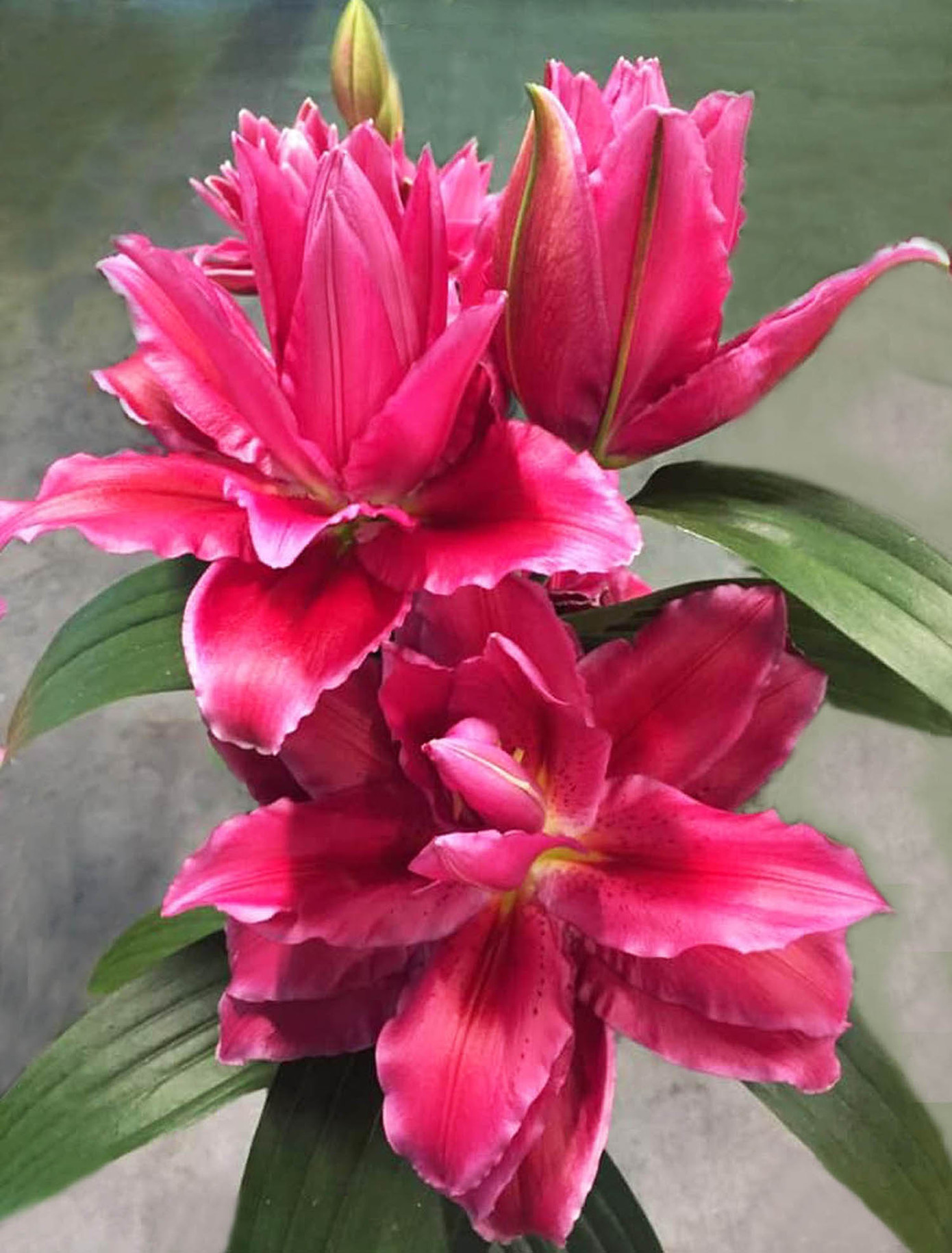 Đà Lạt tung ra thị trường nhiều giống hoa độc, lạ dịp Tết Nguyên đán ảnh 4