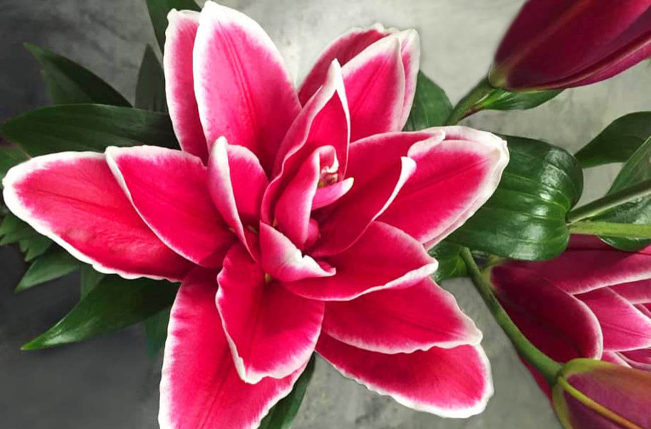 Đà Lạt tung ra thị trường nhiều giống hoa độc, lạ dịp Tết Nguyên đán ảnh 1