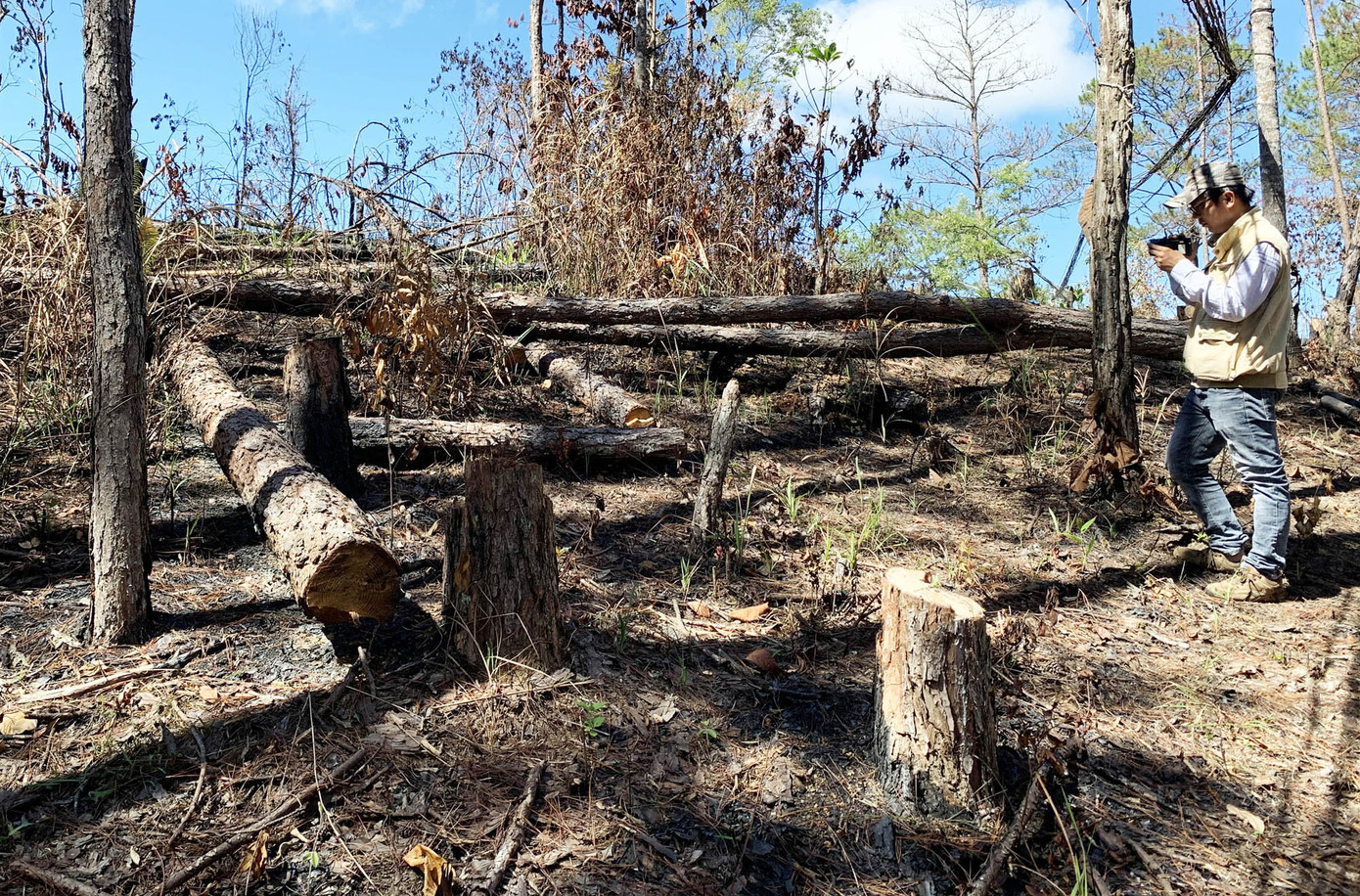 Rừng thông bị cưa hạ ngổn ngang, bảng quảng cáo bán đất đua nhau 'mọc' ảnh 1