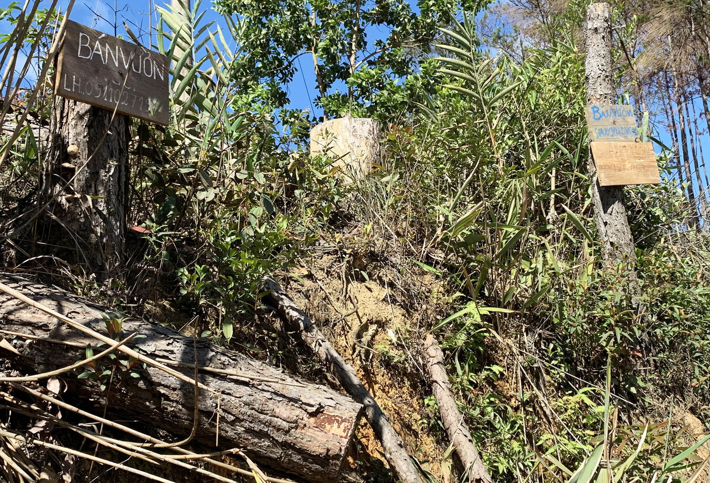 Rừng thông bị cưa hạ ngổn ngang, bảng quảng cáo bán đất đua nhau 'mọc' ảnh 3