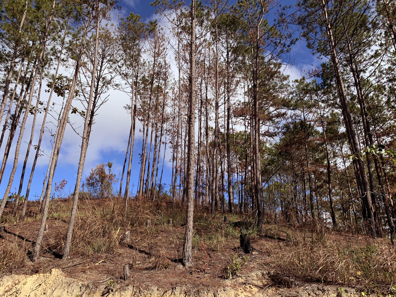 Rừng thông bị cưa hạ ngổn ngang, bảng quảng cáo bán đất đua nhau 'mọc' ảnh 6