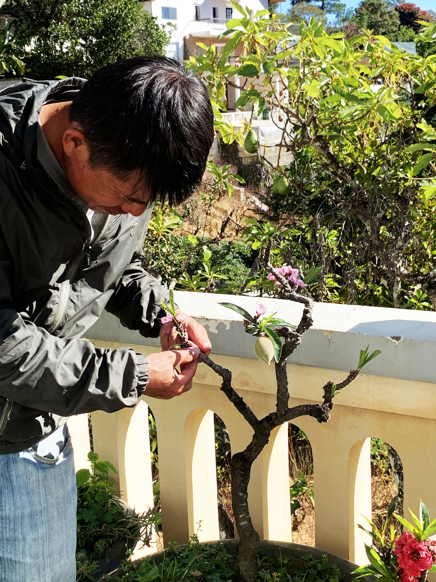 Đào thất thốn Đà Lạt bung sắc dịp tết Canh Tý ảnh 4