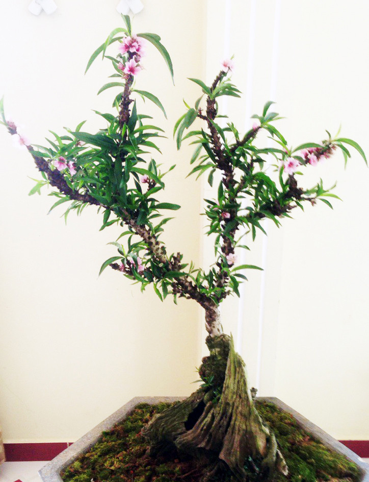 Đào thất thốn Đà Lạt bung sắc dịp tết Canh Tý ảnh 3