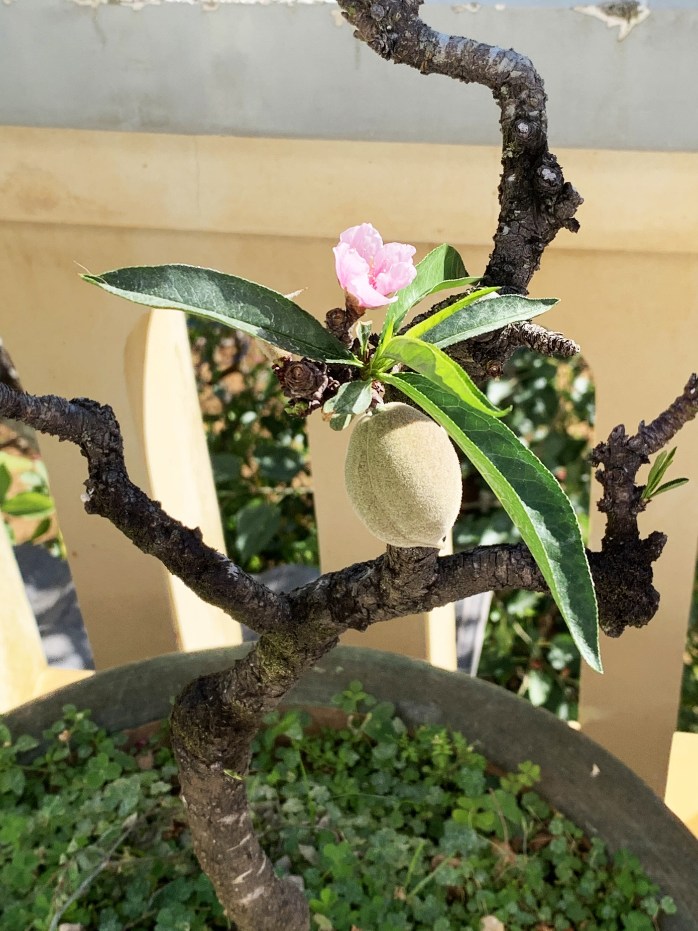 Đào thất thốn Đà Lạt bung sắc dịp tết Canh Tý ảnh 1