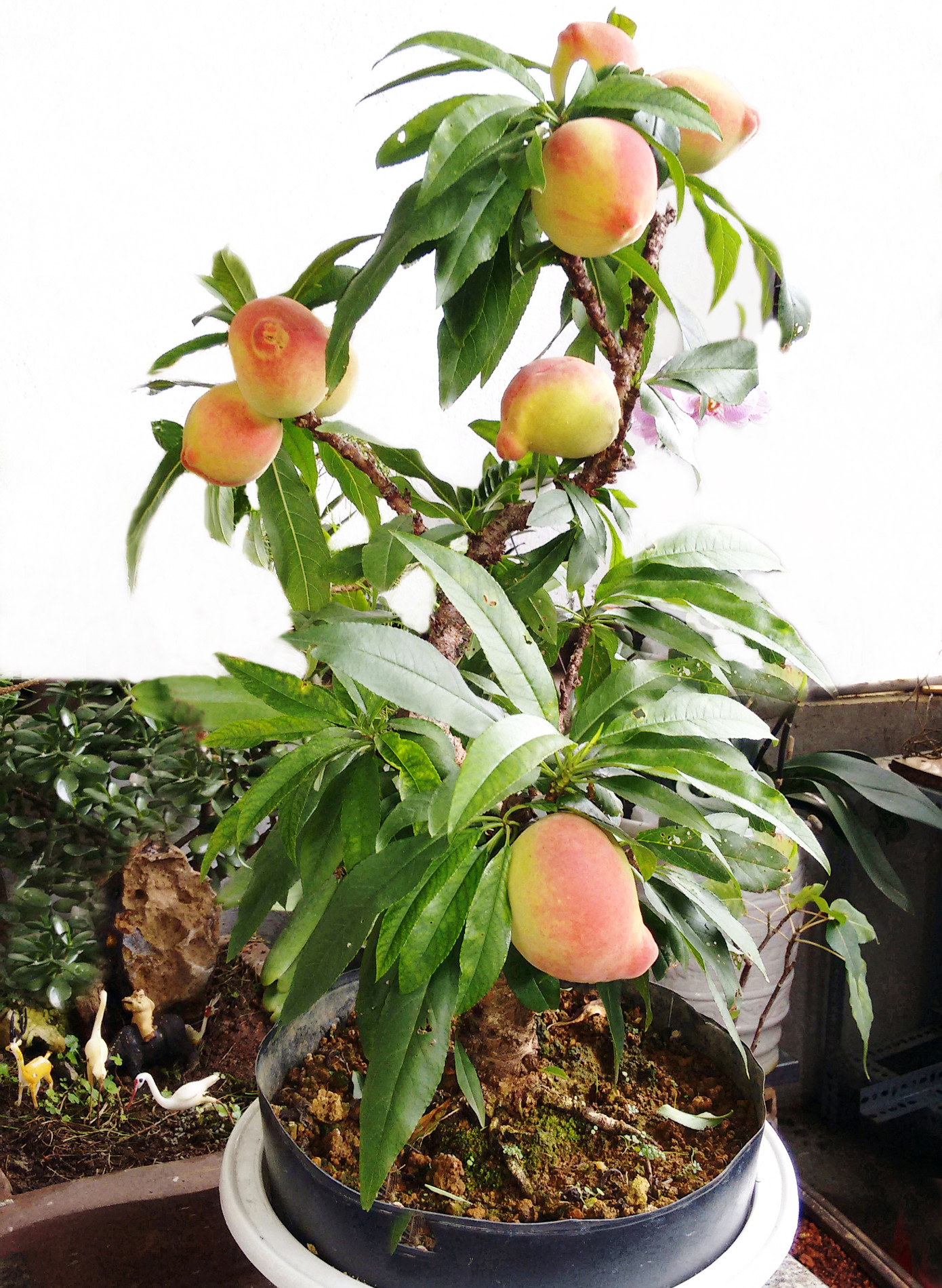 Đào thất thốn Đà Lạt bung sắc dịp tết Canh Tý ảnh 2