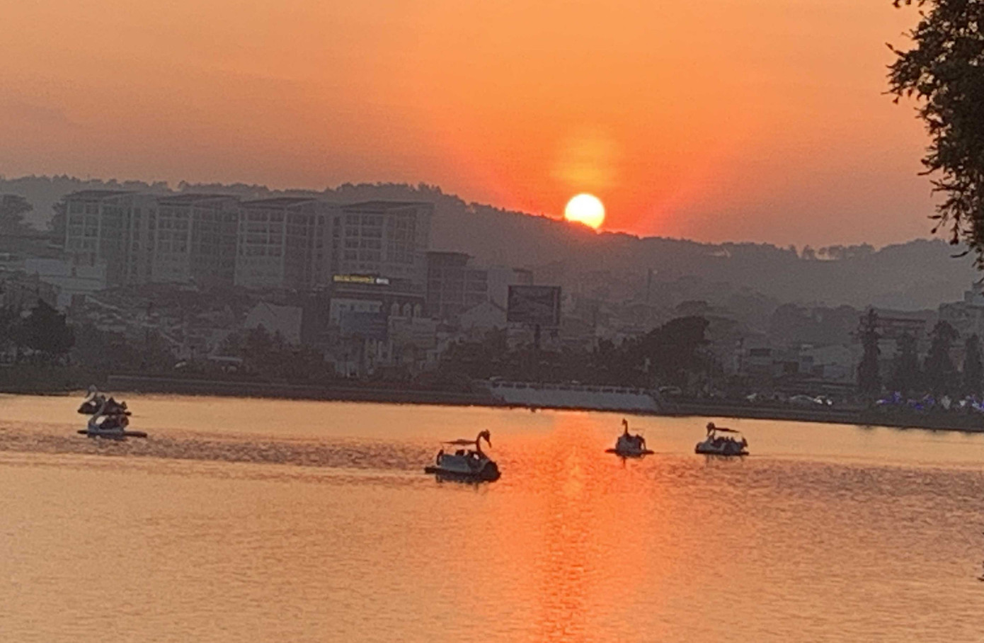 Đà Lạt: Hàng trăm loài hoa trên thế giới sẽ khoe sắc vào đêm ảnh 4
