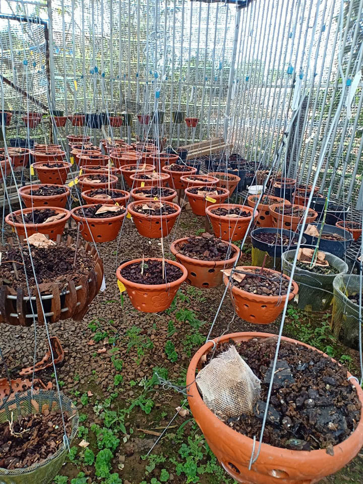 Khởi tố nhóm nghiện ma túy trộm 150 chậu lan hàng tỷ đồng ảnh 2