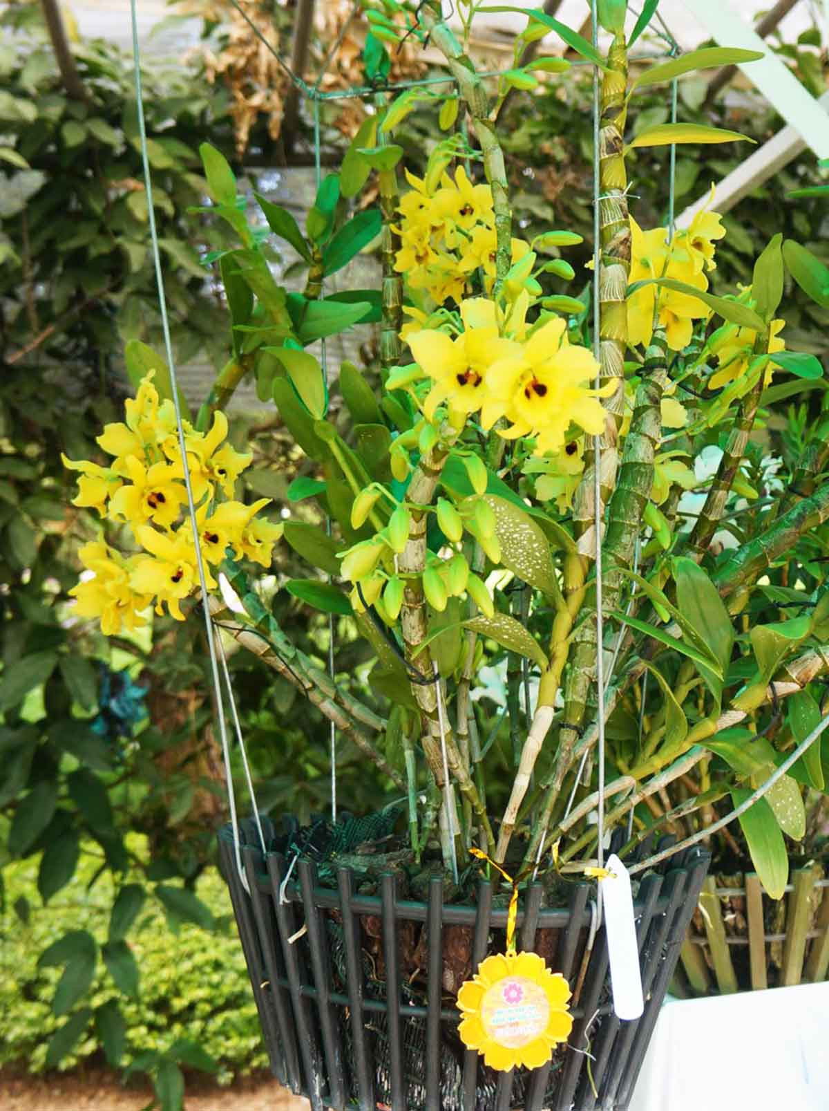 Đà Lạt: Lần đầu tiên Hội hoa xuân mở cửa ban đêm ảnh 4