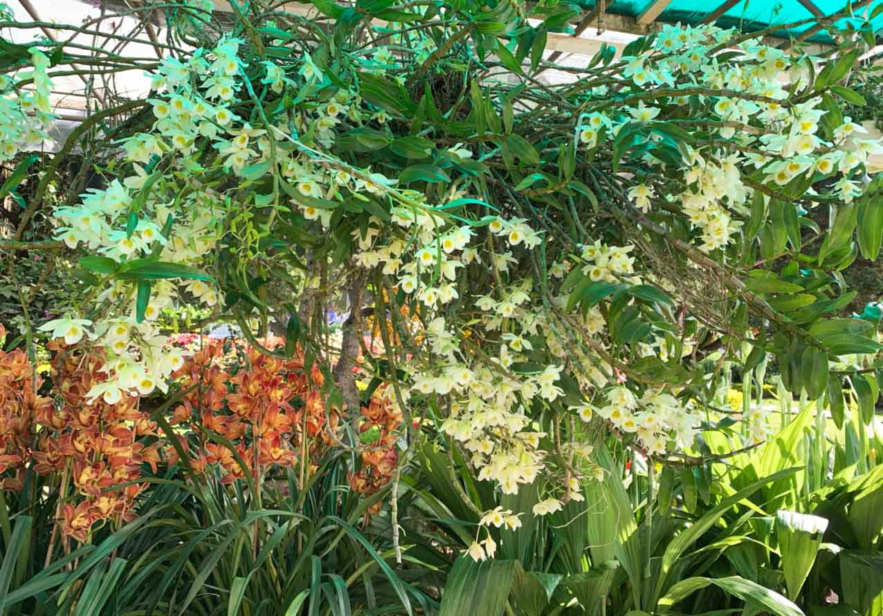 Đà Lạt: Lần đầu tiên Hội hoa xuân mở cửa ban đêm ảnh 2