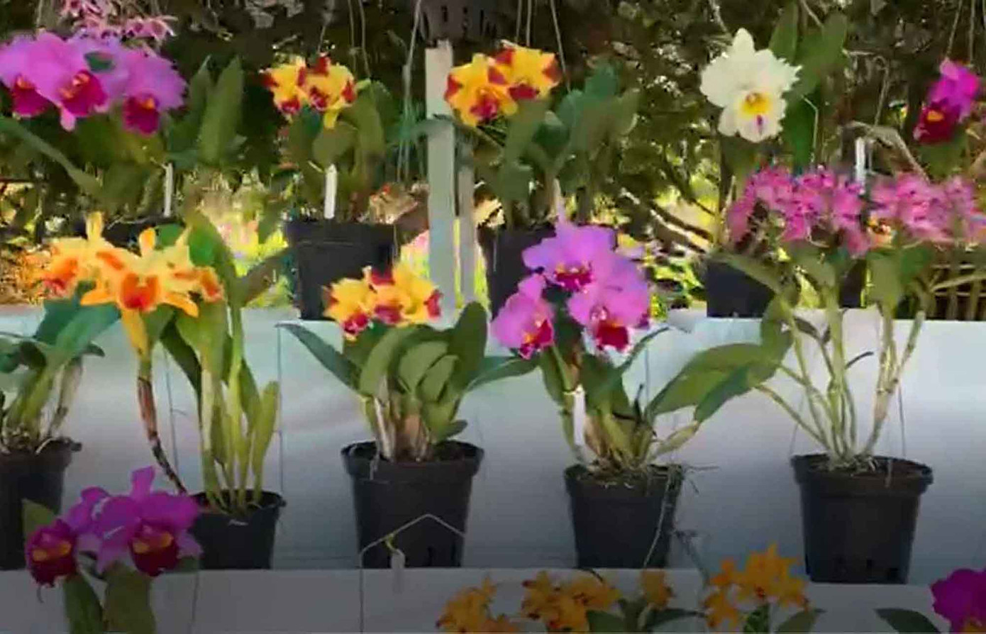 Đà Lạt: Lần đầu tiên Hội hoa xuân mở cửa ban đêm ảnh 1