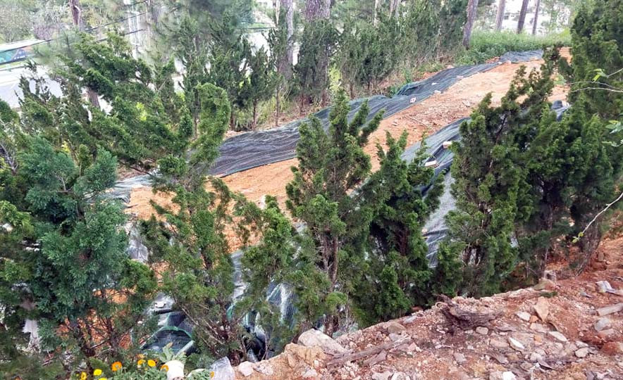 Đà Lạt: Xử lý vụ lấn chiếm đất rừng gây xôn xao dư luận ảnh 2