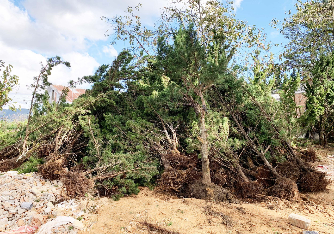 Đà Lạt: Xử lý vụ lấn chiếm đất rừng gây xôn xao dư luận ảnh 1