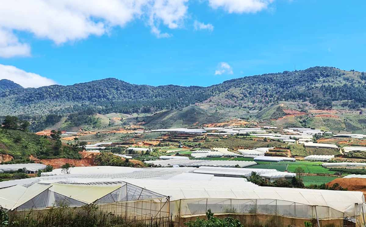 Bắt đối tượng gây ra hàng loạt vụ trộm hoa hồng ảnh 1