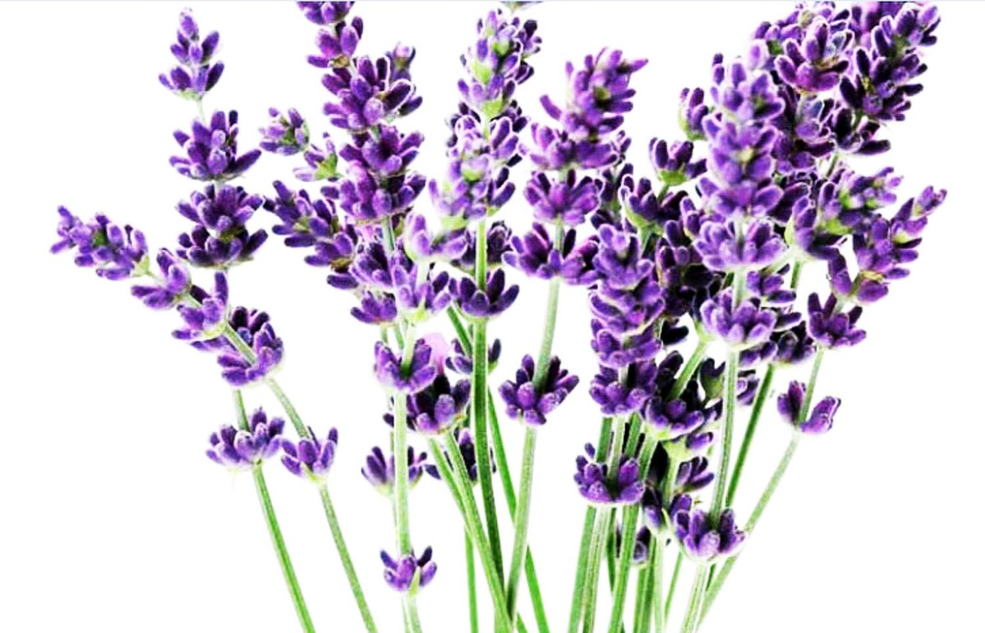 Đà Lạt lo ngại hoa Trung Quốc đội lốt ảnh 4