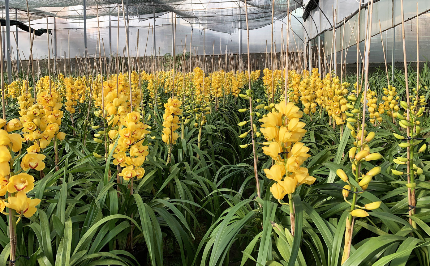 Đà Lạt lo ngại hoa Trung Quốc đội lốt ảnh 2