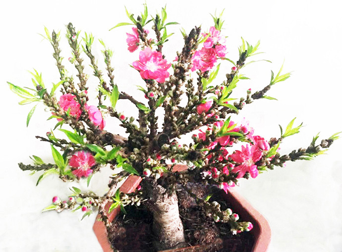 Đà Lạt lo ngại hoa Trung Quốc đội lốt ảnh 3