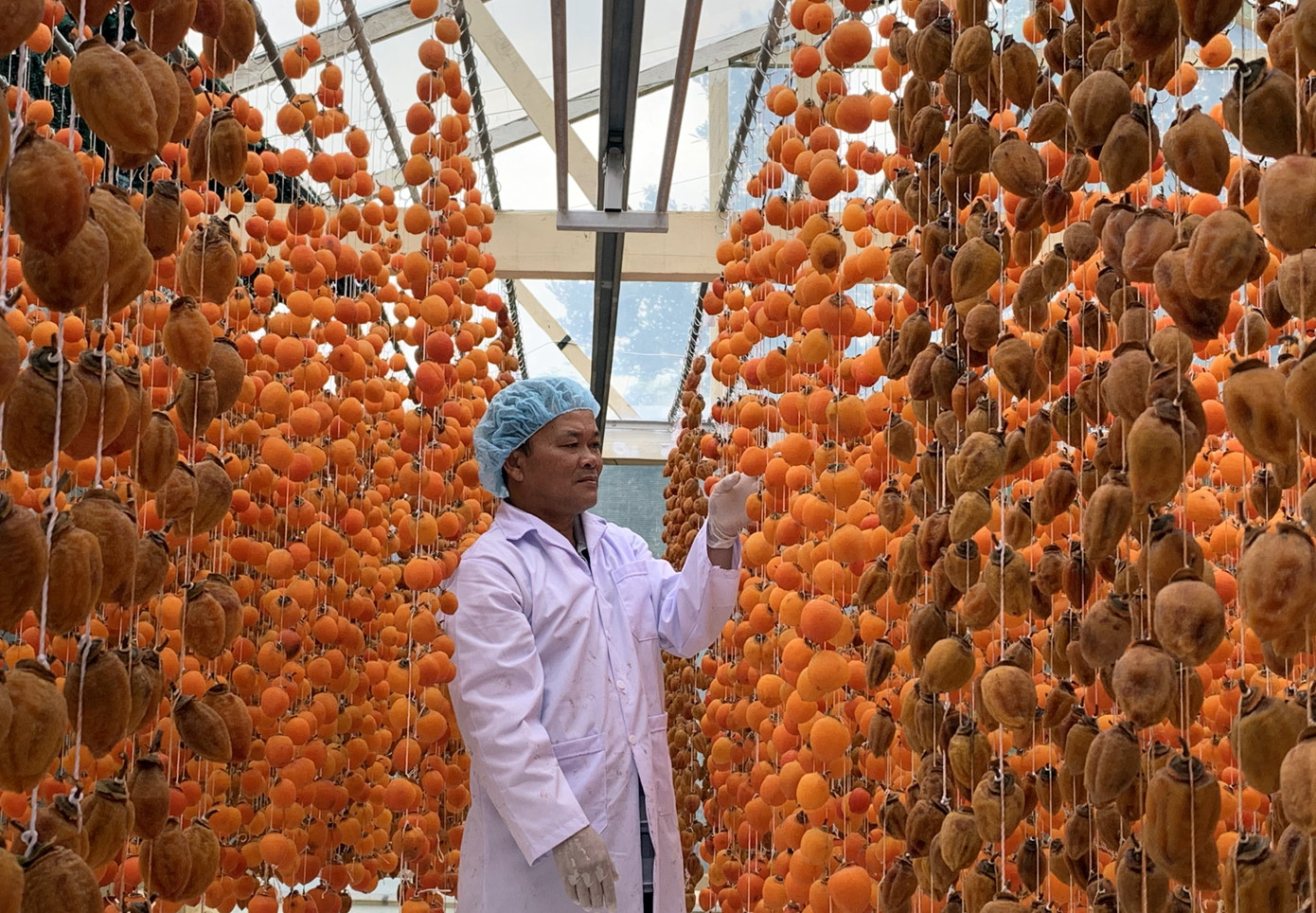 Hồng Đà Lạt lên đời, 'cháy hàng' khi sấy treo kiểu Nhật ảnh 1