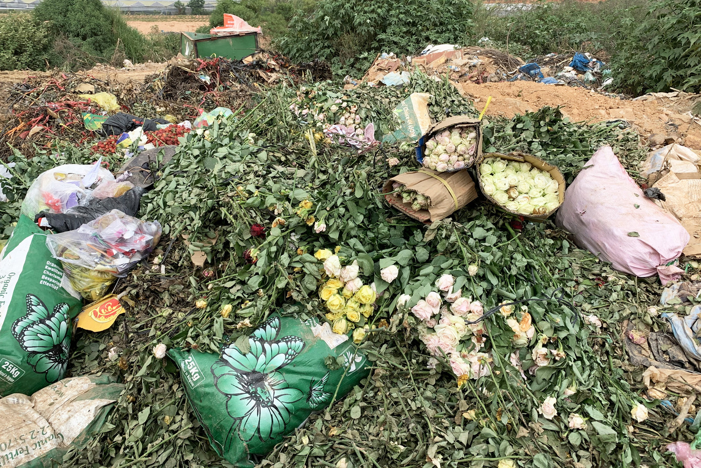 Hoa hồng đẹp nức tiếng Đà Lạt bị đốt, đổ bỏ khắp nơi ảnh 4