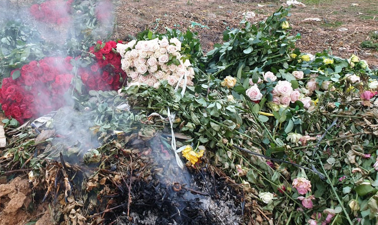 Hoa hồng đẹp nức tiếng Đà Lạt bị đốt, đổ bỏ khắp nơi ảnh 7
