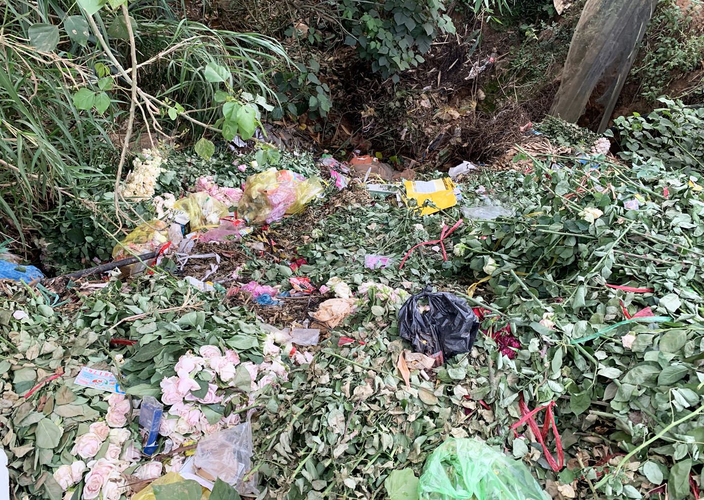 Hoa hồng đẹp nức tiếng Đà Lạt bị đốt, đổ bỏ khắp nơi ảnh 5