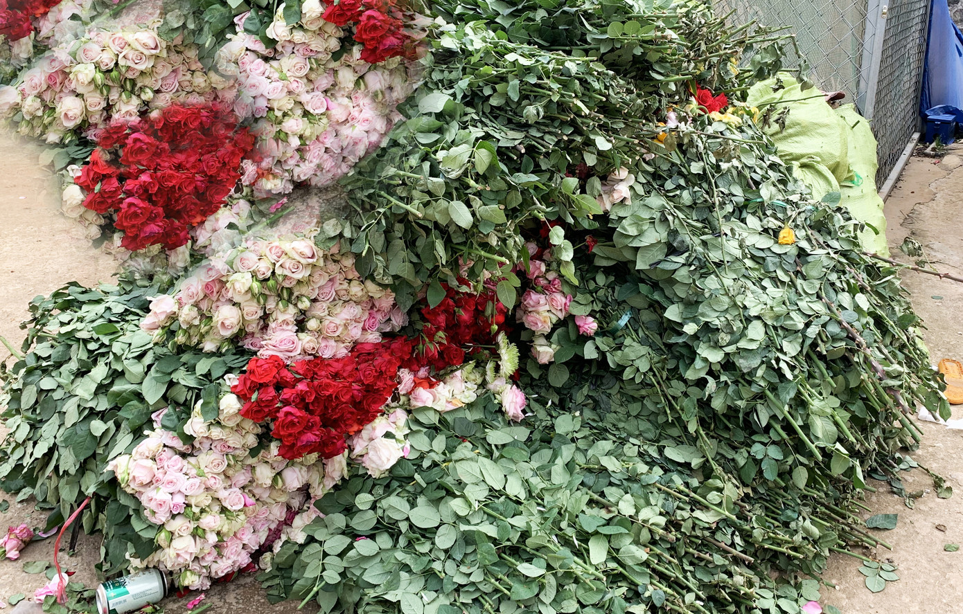 Hoa hồng đẹp nức tiếng Đà Lạt bị đốt, đổ bỏ khắp nơi ảnh 1