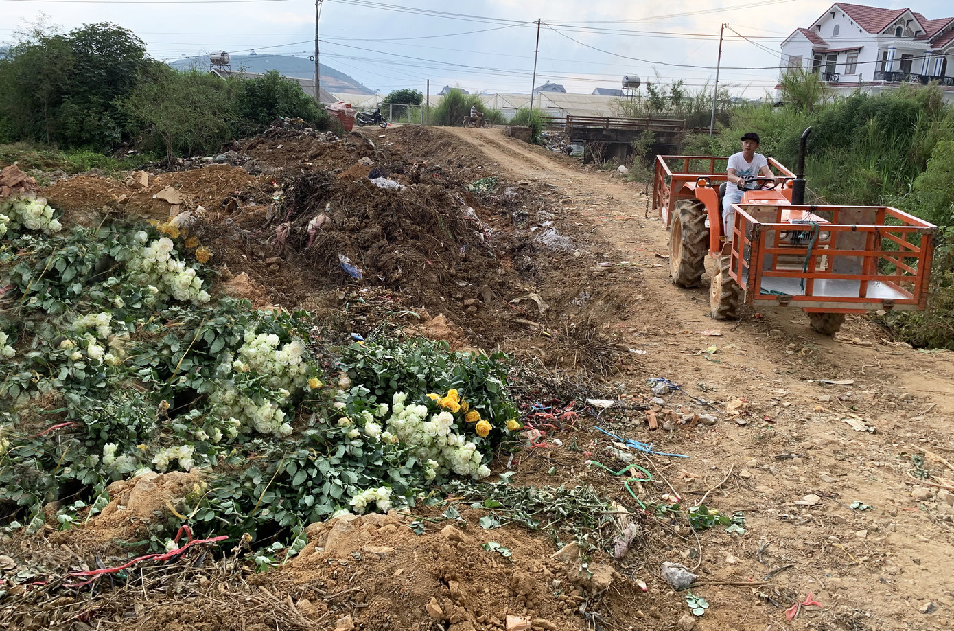 Hoa hồng đẹp nức tiếng Đà Lạt bị đốt, đổ bỏ khắp nơi ảnh 6