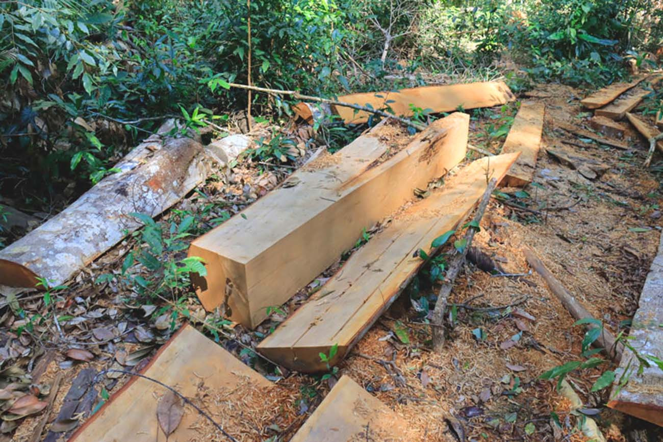 Khởi tố vụ tàn phá rừng bạch tùng cổ thụ hàng trăm năm tuổi ảnh 3