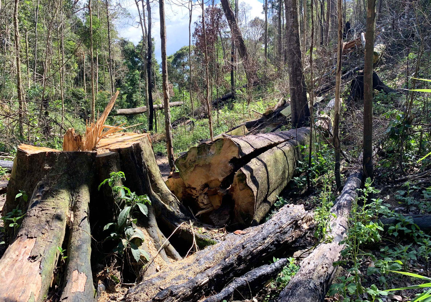 Khởi tố vụ tàn phá rừng bạch tùng cổ thụ hàng trăm năm tuổi ảnh 1