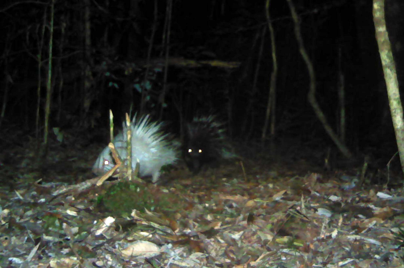 Phát hiện nhím bạch tạng đầu tiên của Đông Nam Á tại Lâm Đồng ảnh 1