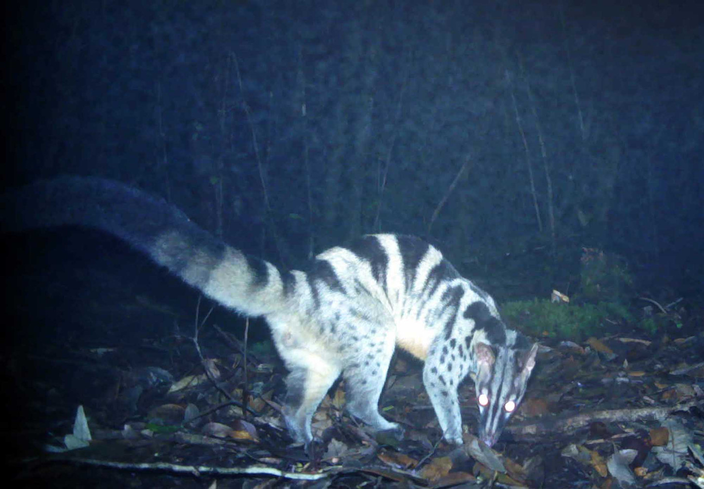 Phát hiện nhím bạch tạng đầu tiên của Đông Nam Á tại Lâm Đồng ảnh 3