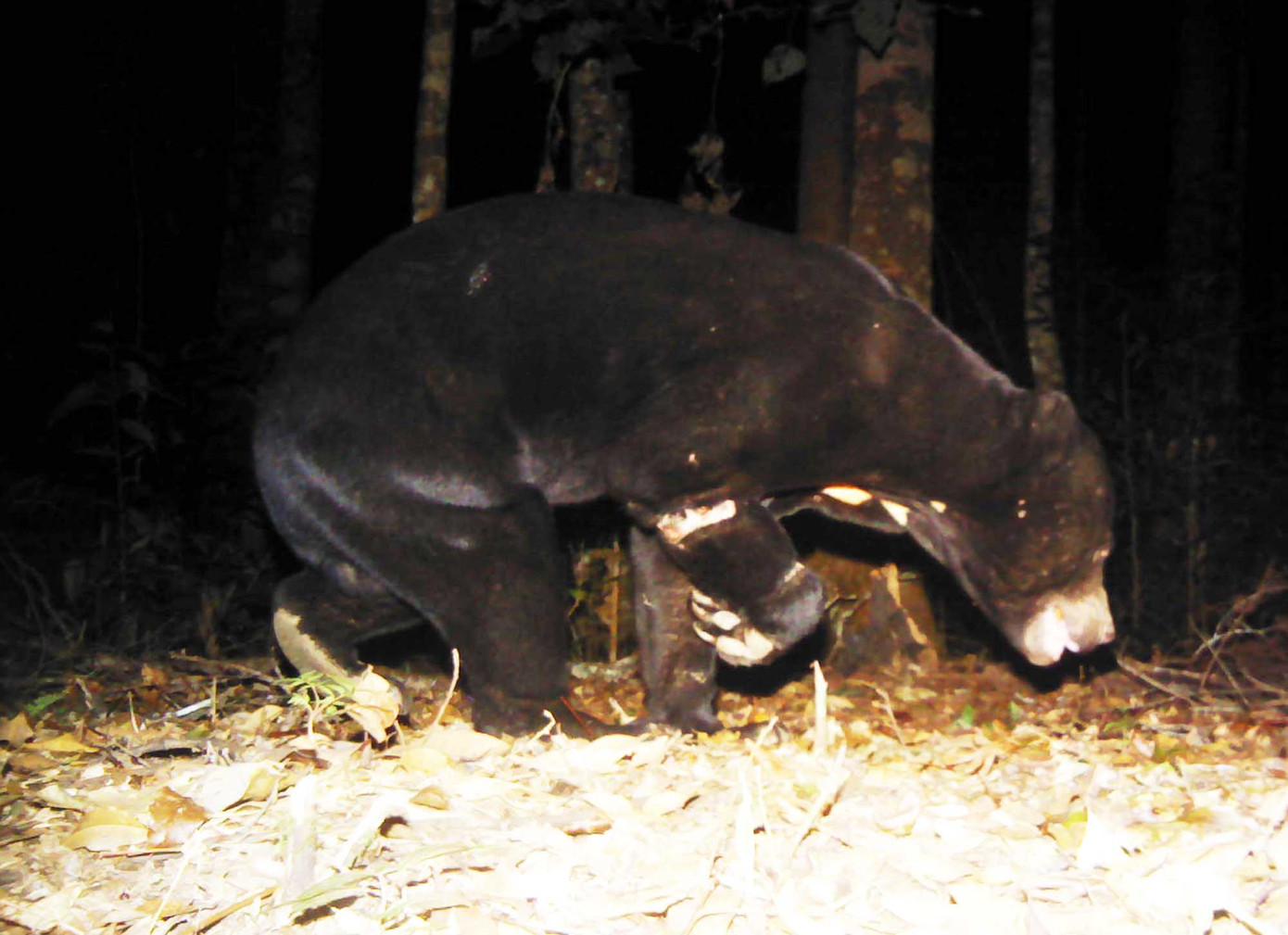 Phát hiện nhím bạch tạng đầu tiên của Đông Nam Á tại Lâm Đồng ảnh 4